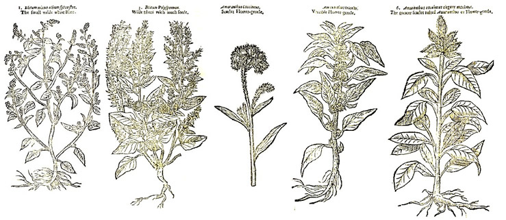 Cautery Braizers or Chafing Dishes